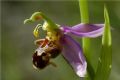 Ophrys apifera